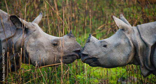 Two Wild Great one-horned rhinoceroses looking at each other face to face. India. 