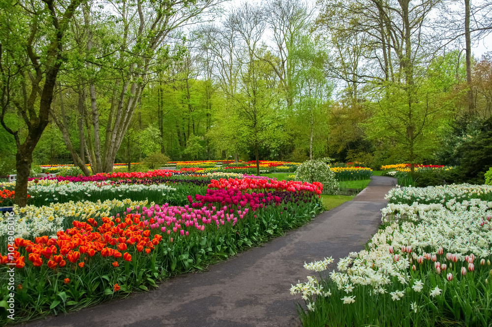 Beautiful spring flowers in Keukenhof park in Netherlands (Holland)
