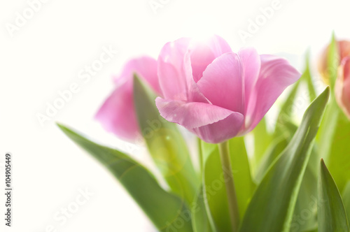 pink tulips on white background in morning sunlight © aygulchik99