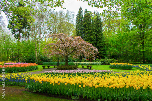 Fototapeta Naklejka Na Ścianę i Meble -  Beautiful spring flowers in Keukenhof park in Netherlands (Holland)

