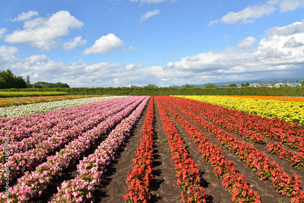 Colorful flower field in Hokkaido, Japan Colorful flower field in Hokkaido, Japan