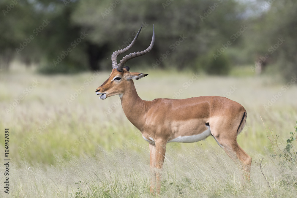 Portrait of male impala antelope in its natural habitat Portrait of male impala antelope in its natural habitat