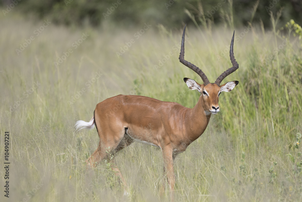 Portrait of male impala antelope in its natural habitat Portrait of male impala antelope in its natural habitat