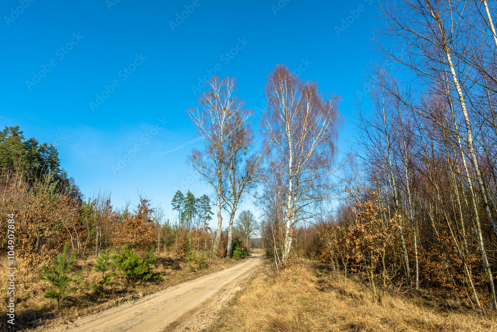 Countryside landscape with dirt road and young forest at roadside Countryside landscape with dirt road and young forest at roadside