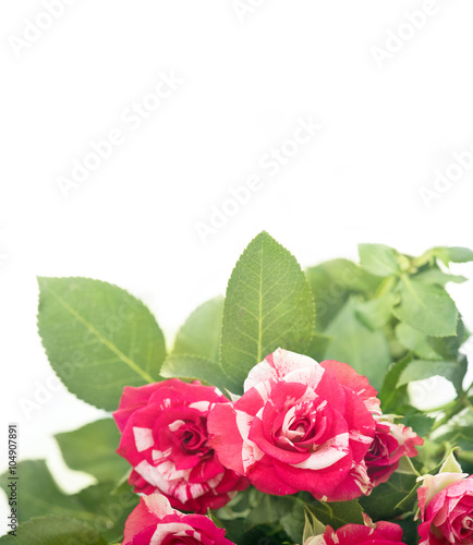 Red roses bouquet with free space for text.