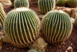 Arid plants - CACTACEAE , Echinocactus grusonnii Hildm