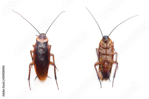 front and back cockroach isolate on white background