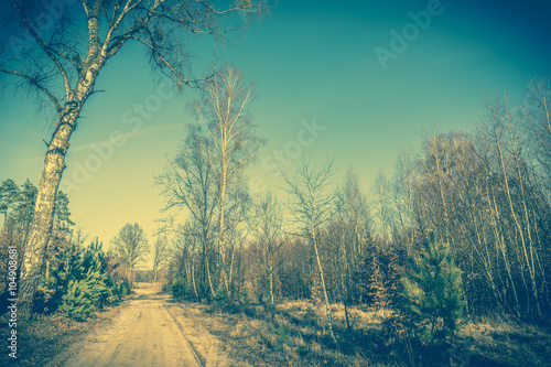 Countryside landscape with dirt road and young forest at roadside