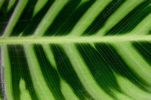 MARANTHACEAE - Green leaf layer nature abstract background