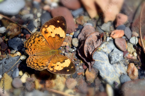 Beautiful Yellow Brown Butterfly on a rock