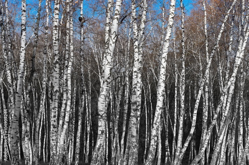 birch grove, black and white gradient