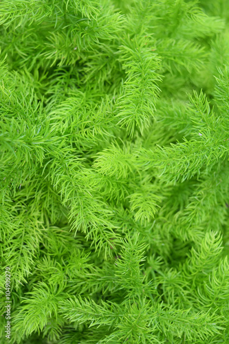 Asparagus Fern - Asparagus densiflorusem Kunth Jessop Green nature background