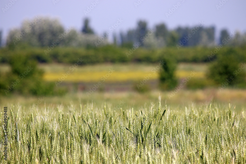 Obraz premium green wheat field landscape spring season