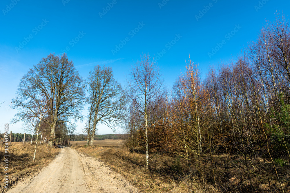 Countryside landscape with dirt road and young forest at roadside Countryside landscape with dirt road and young forest at roadside