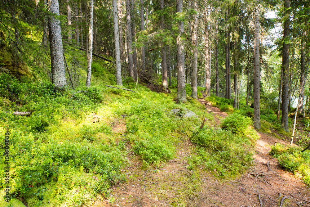 Paths Leading Through Lush Woods Paths Leading Through Lush Woods