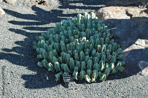 Euphorbia resinifera au jardin de cactus de Guatiza à Lanzarote photo