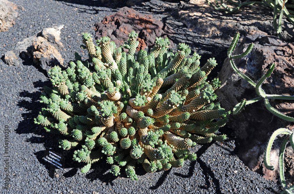 Euphorbia caput-medusae au jardin de cactus de Guatiza à Lanzaro Euphorbia caput-medusae au jardin de cactus de Guatiza à Lanzaro
