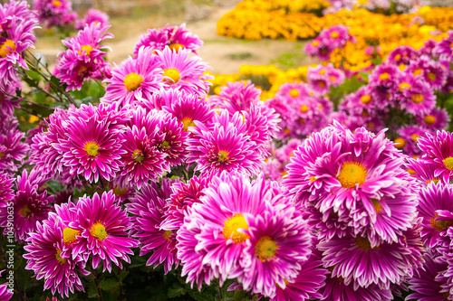 romance Beautiful bright colors flowers