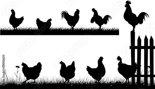 chicken, hen, rooster - silhouettes