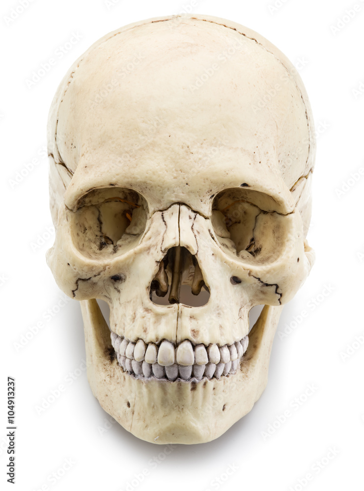 Skull model isolated on a white background. Skull model isolated on a white background.