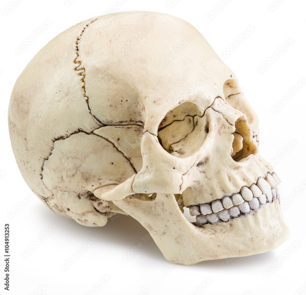 Fototapeta premium Skull model isolated on a white background.