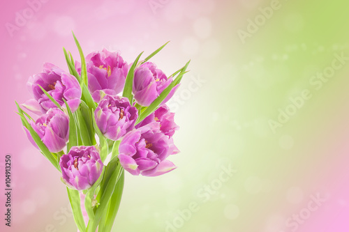 Spring Easter background with beautiful pink tulips. Summer flow © Tanee
