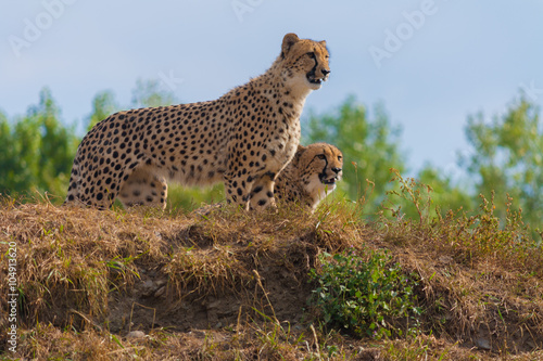 Cheetahs couple