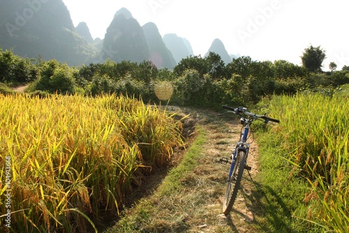 Rice fields of Southern China and a bicycle