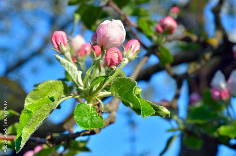 Young apple-tree flowers in the spring garden Young apple-tree flowers in the spring garden