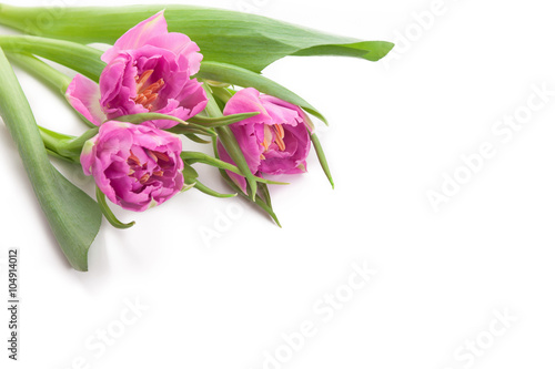 Fototapeta Naklejka Na Ścianę i Meble -  Pink tulips isolated on white for Your text