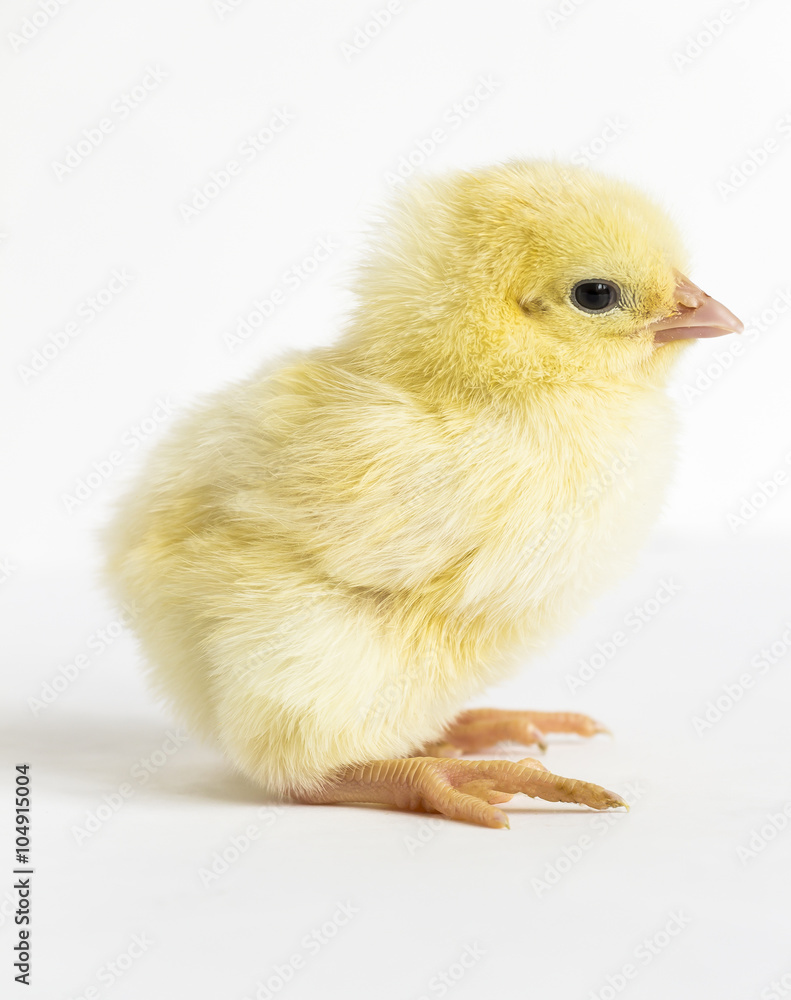 Fototapeta premium Little yellow chick