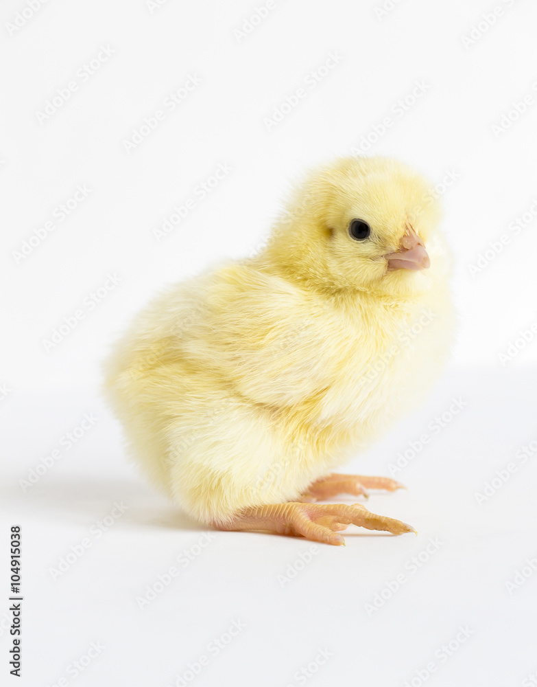 Fototapeta premium Little yellow chick
