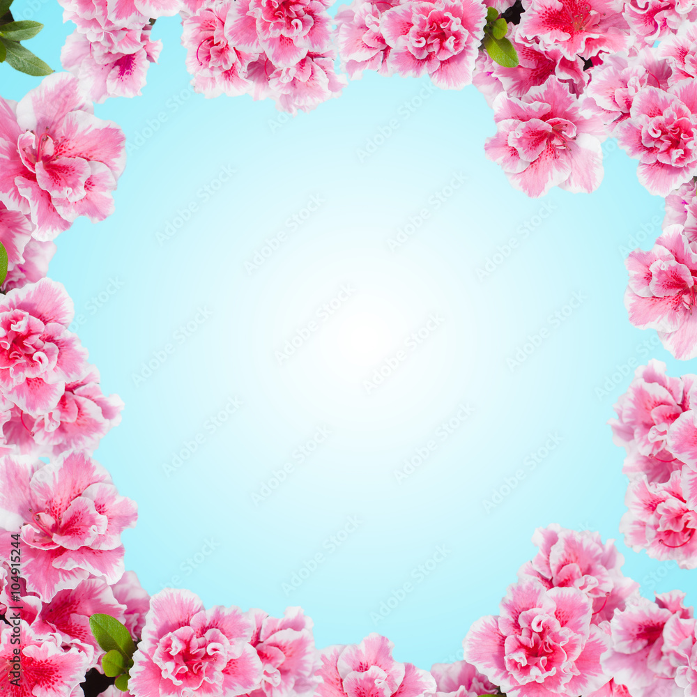Fototapeta premium Round floral frame with azalea flowers against blue