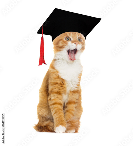 Canvas Print cat in a hat Bachelor