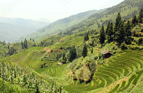 Landscape with Rice Paddy Terraces  Pinjan  China  Asia