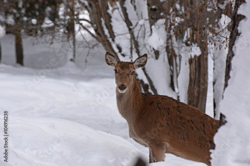 cervo capriolo cervi stambecco camoscio corna neve inverno © franzdell
