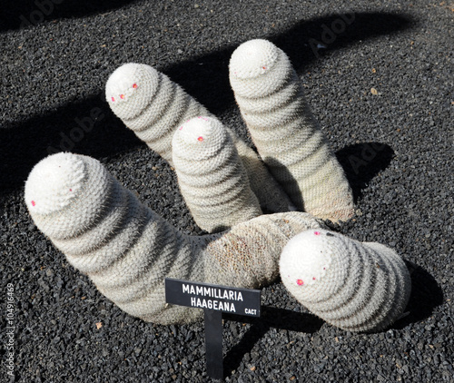 Mammillaria haageana au jardin de cactus de Guatiza à Lanzarote photo