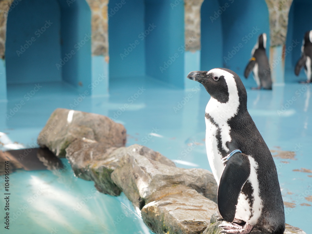 Fototapeta premium 横向きペンギン