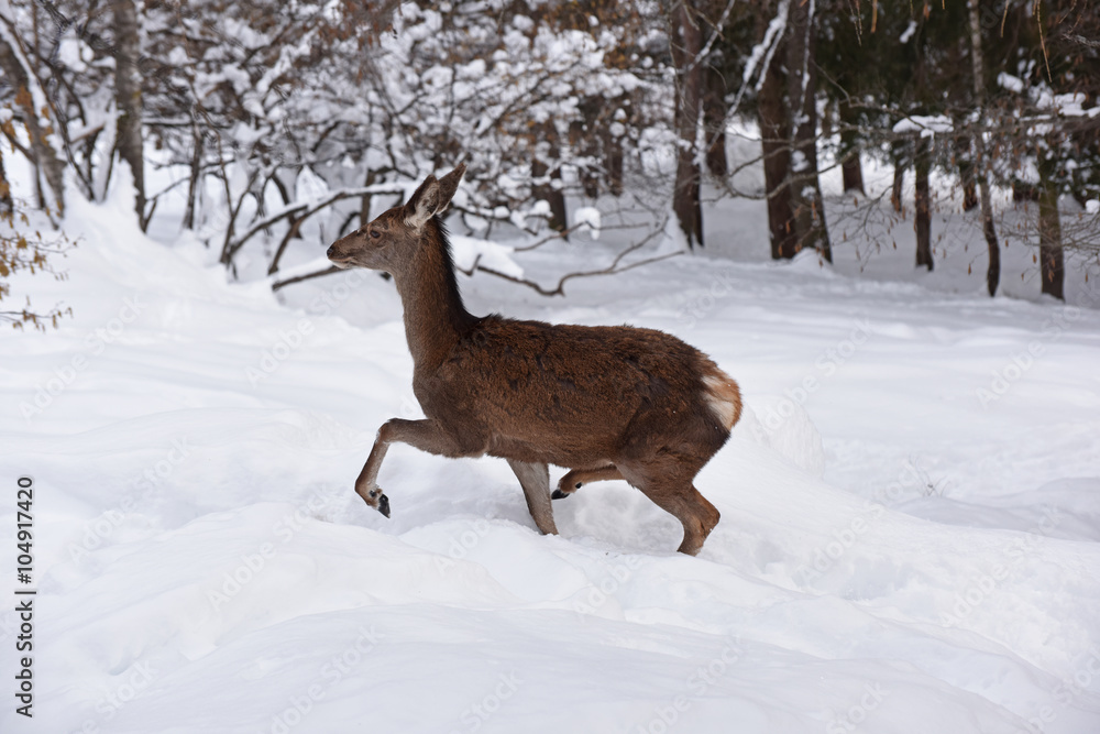 cervo capriolo cervi stambecco camoscio corna neve inverno cervo capriolo cervi stambecco camoscio corna neve inverno