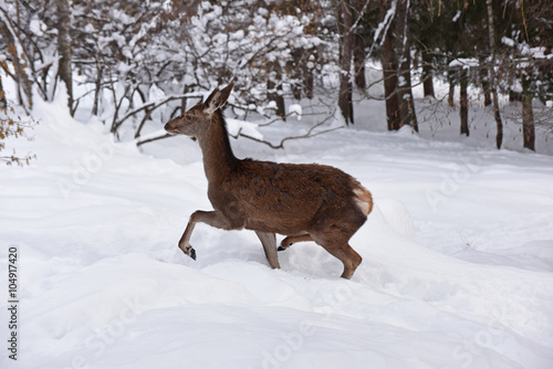 Wallpaper Mural cervo capriolo cervi stambecco camoscio corna neve inverno Torontodigital.ca