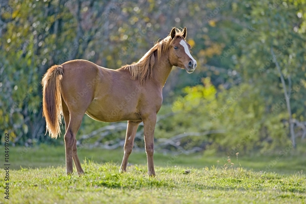 Fototapeta premium Young chestnut Horse at pasture