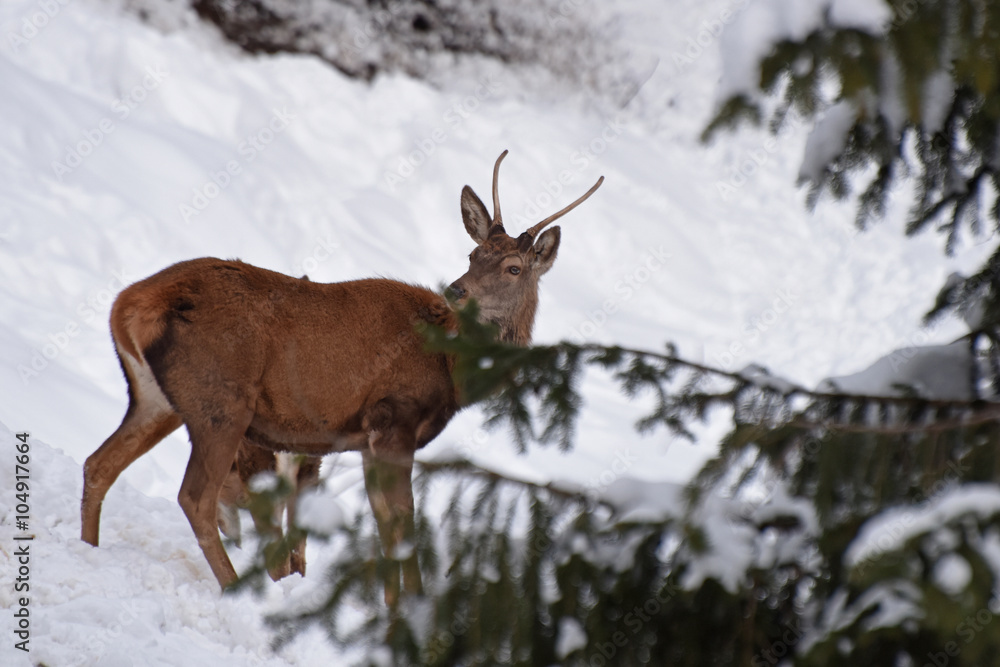 Fototapeta premium cervo capriolo cervi stambecco camoscio corna neve inverno