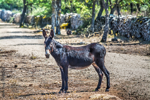 brown donkey in a dirt road in Sardinia