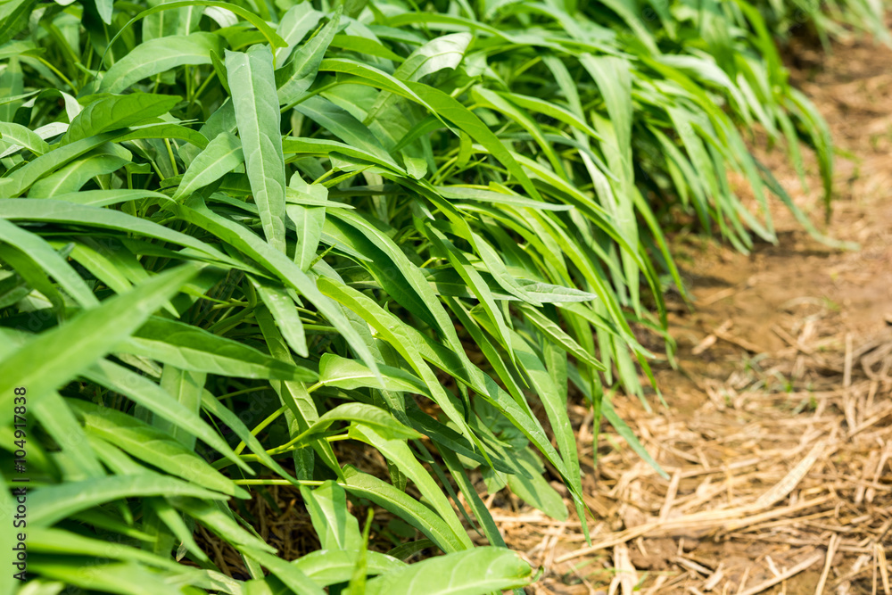 Fototapeta premium Morning Glory in the field
