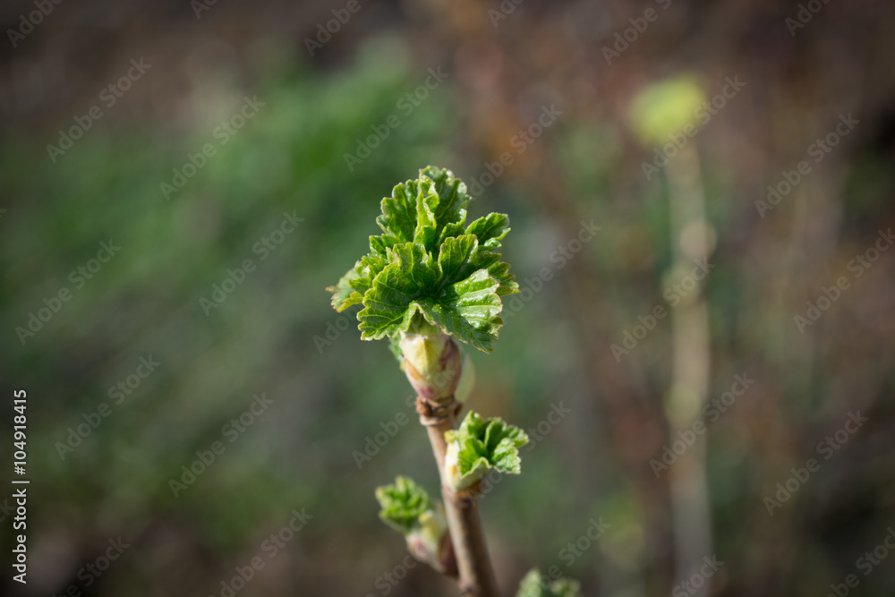Currant twig with young leafs Currant twig with young leafs