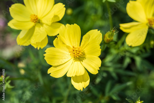 yellow cosmos flowers blooming in the garden