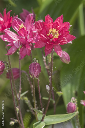 Aquilegia