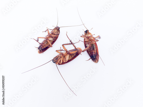 cockroach is dead on white background © SUPREEYA-ANON