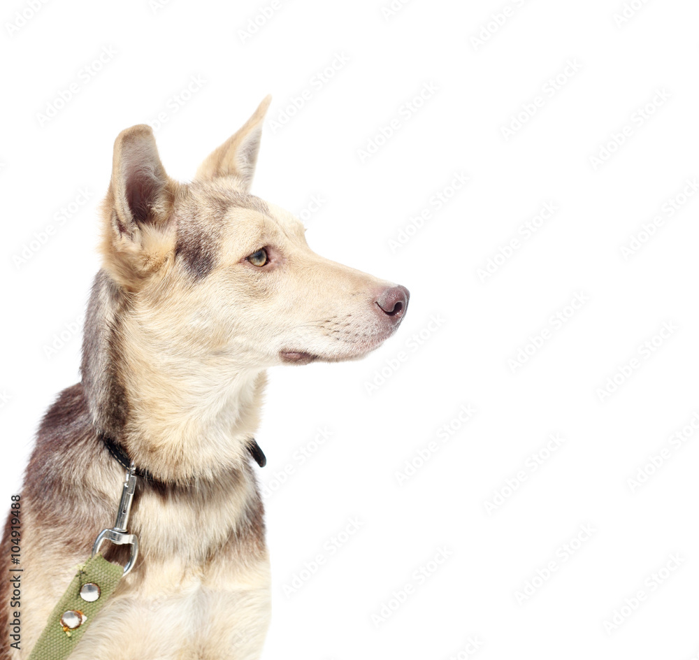 dog looking dog looking