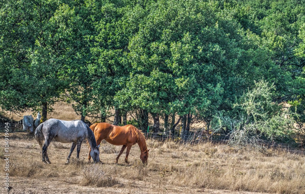 horses grazing in the countryside